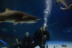 scuba-divers-tank-sharks-underwater-wallpaper-preview