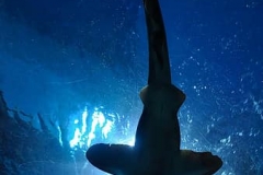 shark-fish-hammerhead-shark-aquarium-bangkok-thailand-underwater-marine-cool-wallpaper-thumbnail