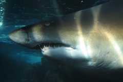 shark-underwater-sea-ocean-sea-fish-wallpaper-preview