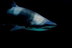 shark-water-animal-sharp-teeth