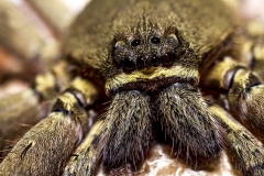 brown-and-black-spider-on-brown-and-white-textile