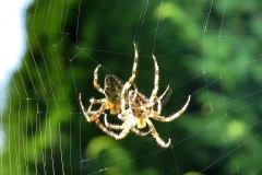 cross-spider-spider-close-up-cobweb-insect-nature-web-animal-weaving