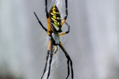 garden-spider-spider-web-nature