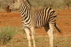 Zebra_standing_alone_crop