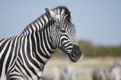 macro-photography-of-zebra
