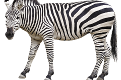 zebra-4864906_960_720