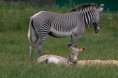 zebra-and-baby-baby-zebra-zebra-animal-africa-safari