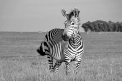 zebra-hartmann-s-mother-child-baby-zebra-baby-black-and-white-nature-stripes