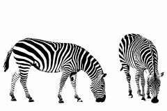 zebra-illustration-clipart-1522734911SXh