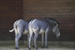 zebras-stall-hoofed-animals-perissodactyla-white-black-structure-plains-zebra-black-and-white
