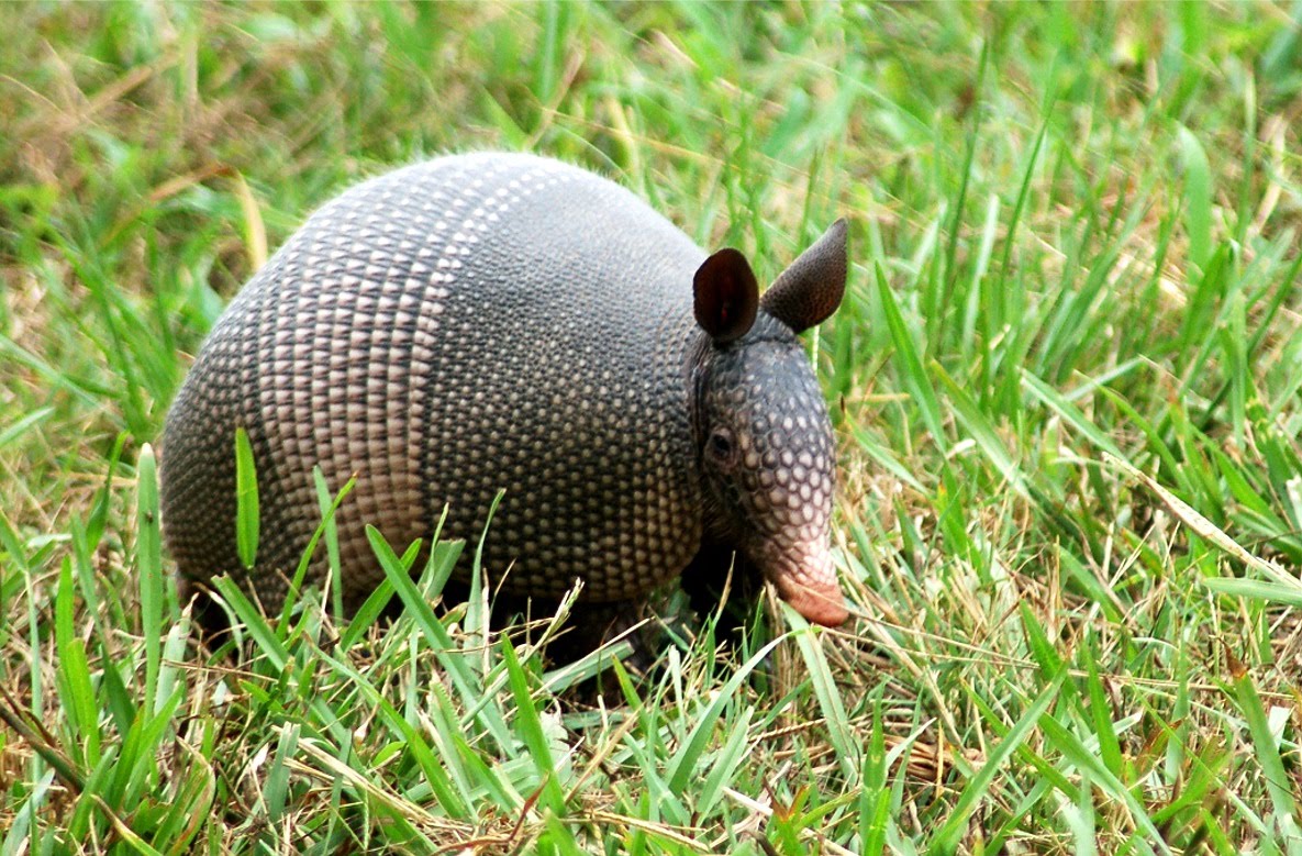 armadillo-desktop-photo-wallpaper