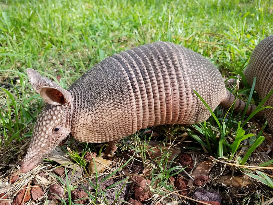 armadillo-mammal-nature-fauna-animal-outdoors