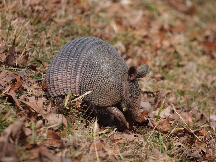 armadillo-natchez-trace-parkway