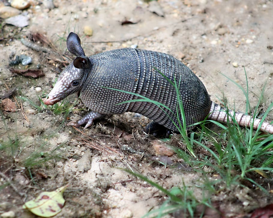armadillo-nine-banded-armadillo-dasypus-novemcinctus-long-nosed-armadillo