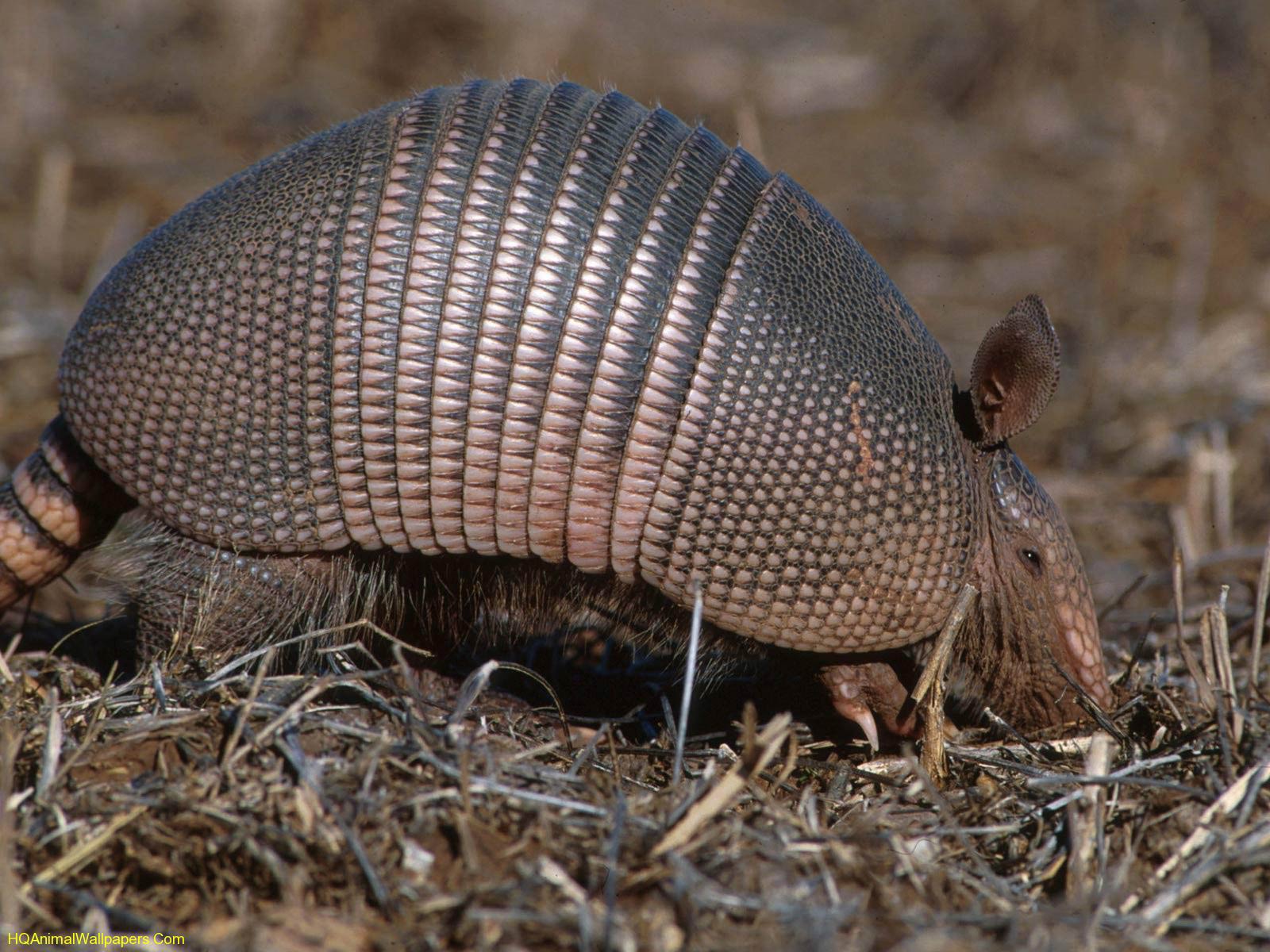armadillo-wallpaper-1