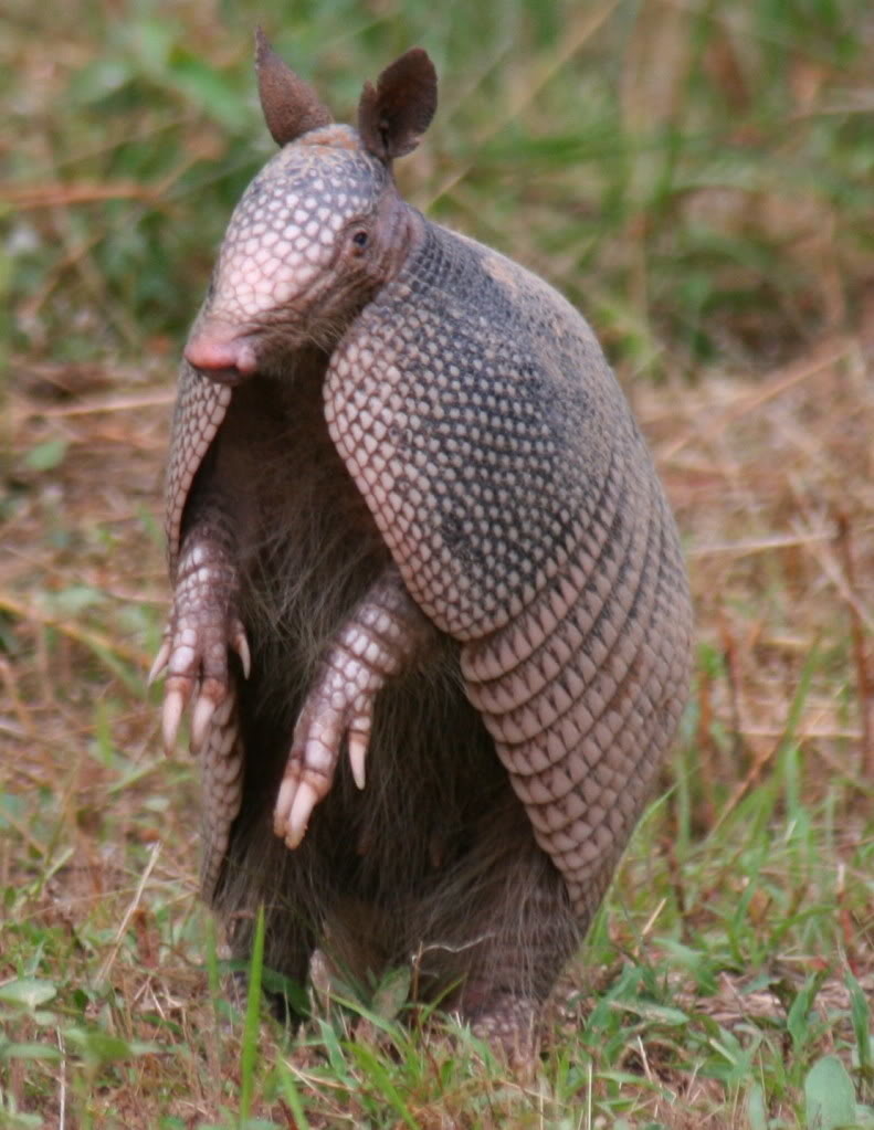 armadillo-wallpaper-10