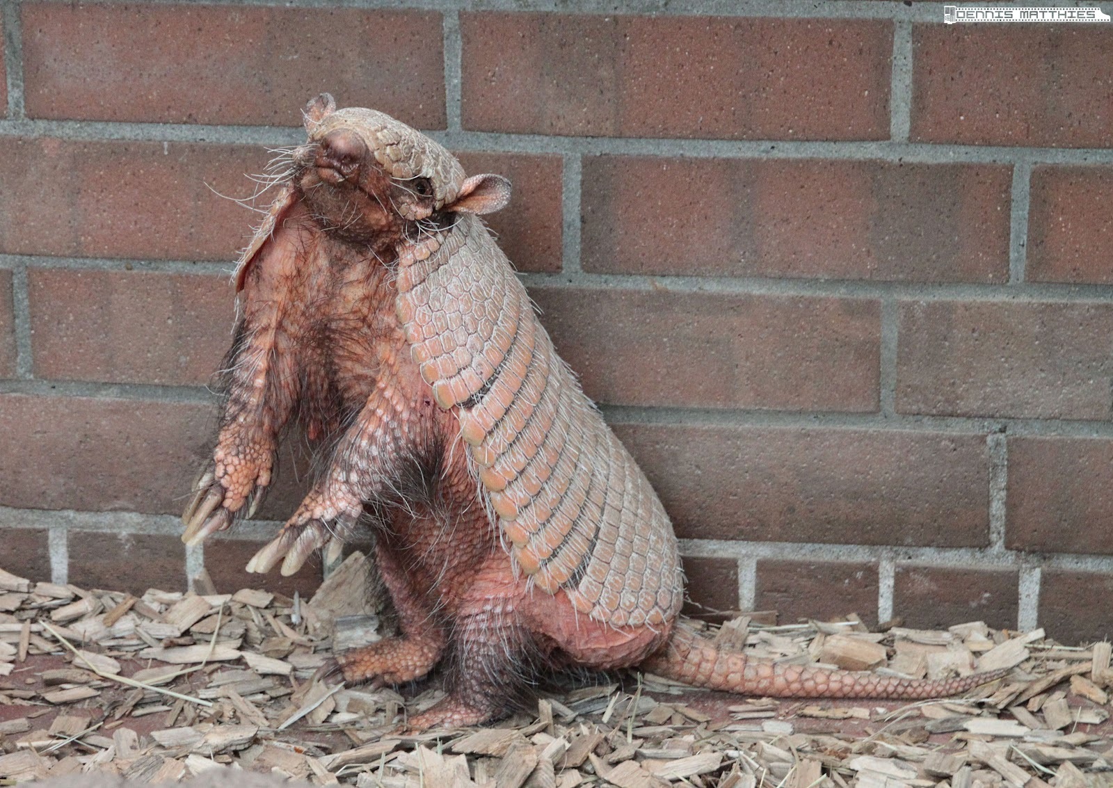 armadillo-wallpapers-7