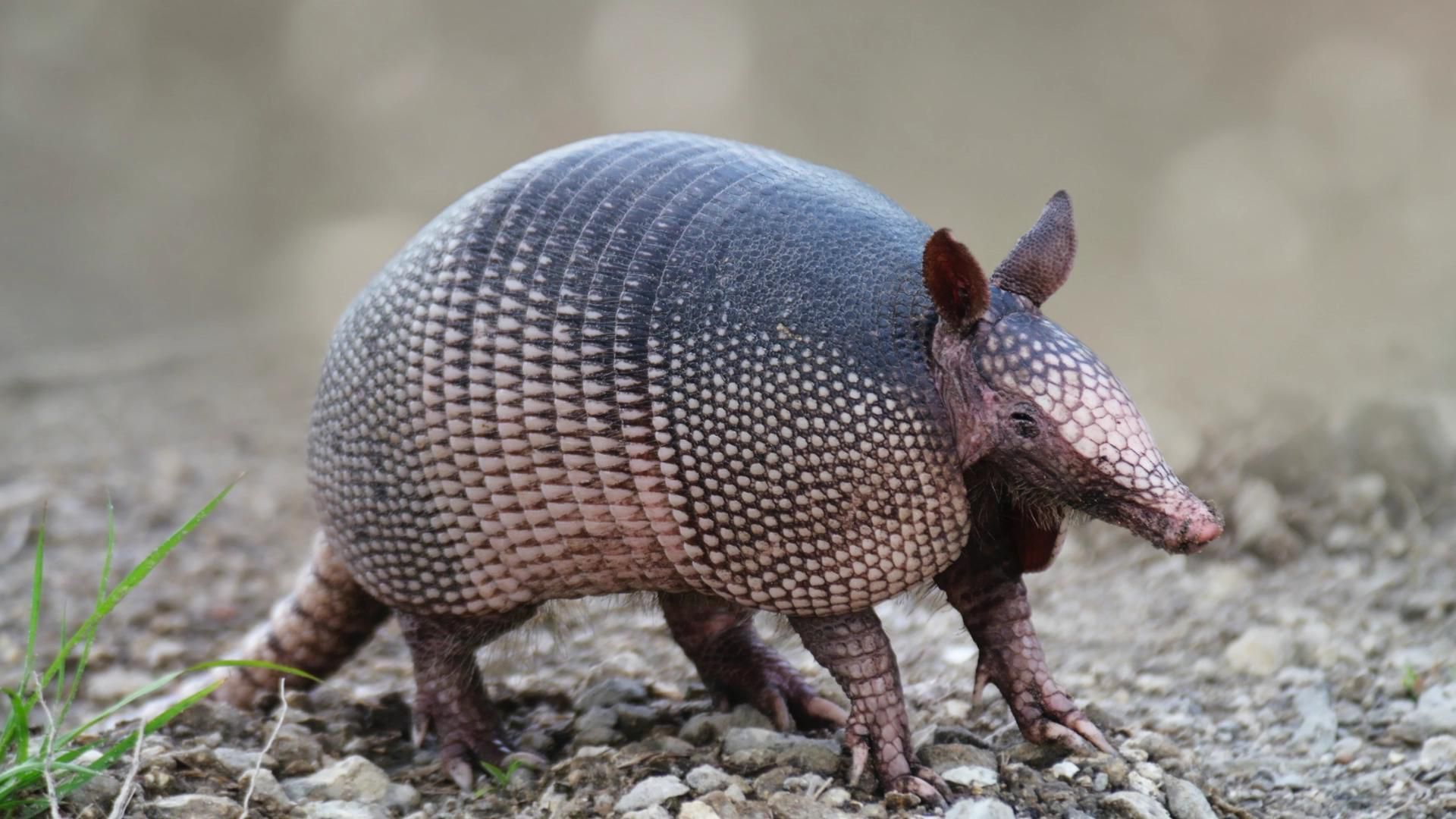 armadillo-wallpapers
