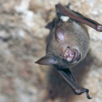Bat_in_a_Cave 