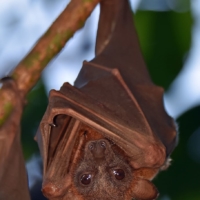australia-cairns-little-red-flying-fox-bat-portrait 