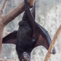 bat-flying-fox-creature-of-the-night-mammal 
