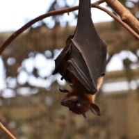 bat-giant-night-animal 