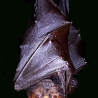bat-hang 