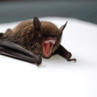 bat-scream-tooth-nocturnal 