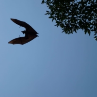 flying-dog-sri-lanka-fly-bat 