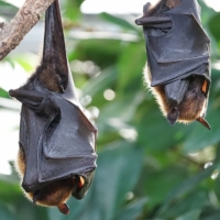 flying-foxes-bat-tropical-bat-hanging 