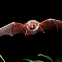rafinesques-big-eared-bat-adult 