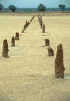 Sand Posts 