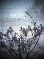 tree 02 