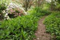 Bush Track 