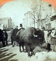Bison 