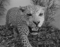 leopard wiggle 3d 