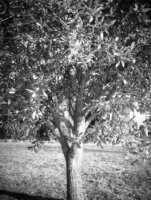tree wiggle 3d 