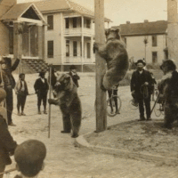 Old Trained Bears 