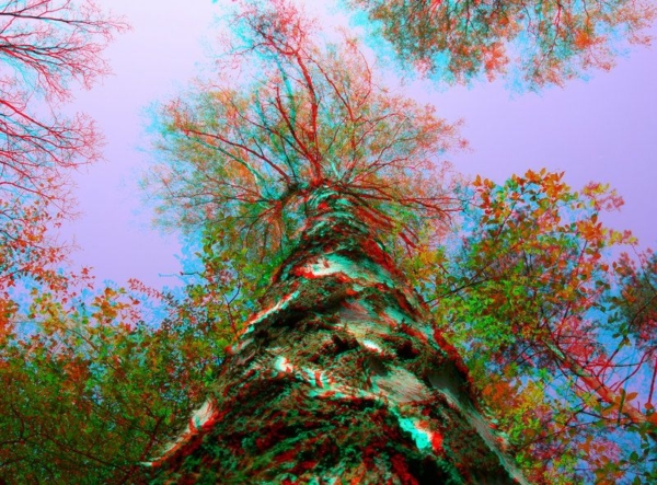 3d-analglyph-tree-wallpaper-gameznet-00014