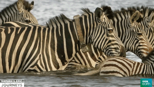 gameznet-animated-zebra-004