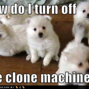 Funny Dog and Puppy Memes
