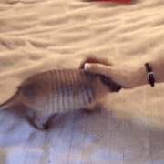 Armadillo Animated Gifs download for free Armadillo Animated Gifs download for free